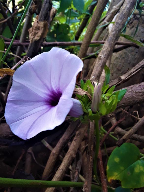 Free stock image of Single Purple Flower in Sri Lanka created by Infinity Focus