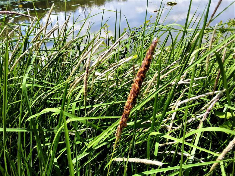 Free stock image of Lake with Grasses created by Infinity Focus