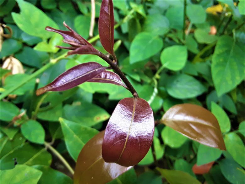 Free stock image of Dark Brown Leaves created by Infinity Focus