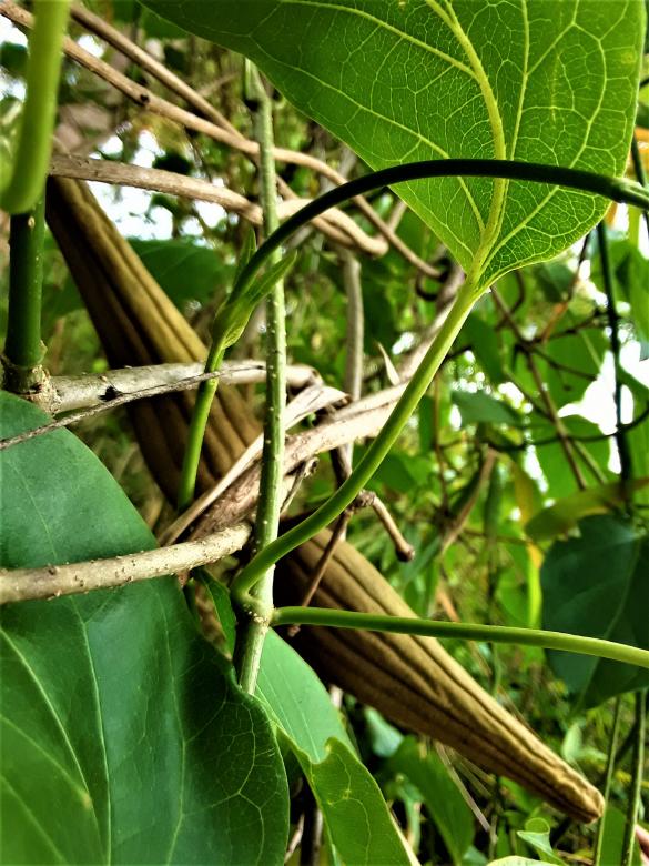 Free stock image of Abstract Green Leaves created by Infinity Focus
