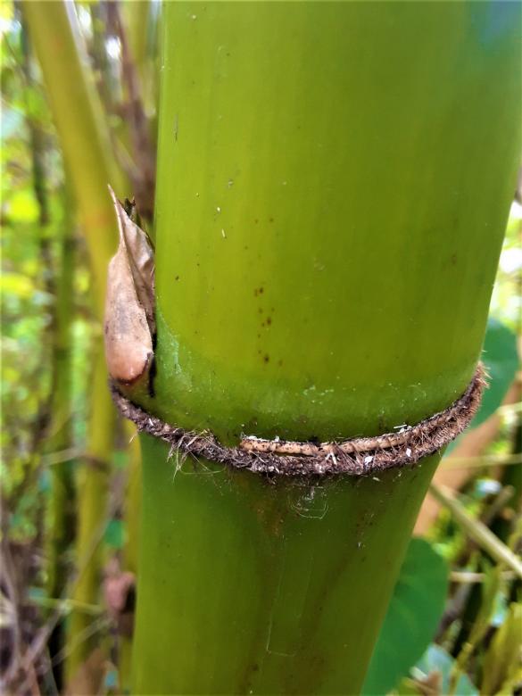 Free stock image of Green Bamboo Tree created by Infinity Focus