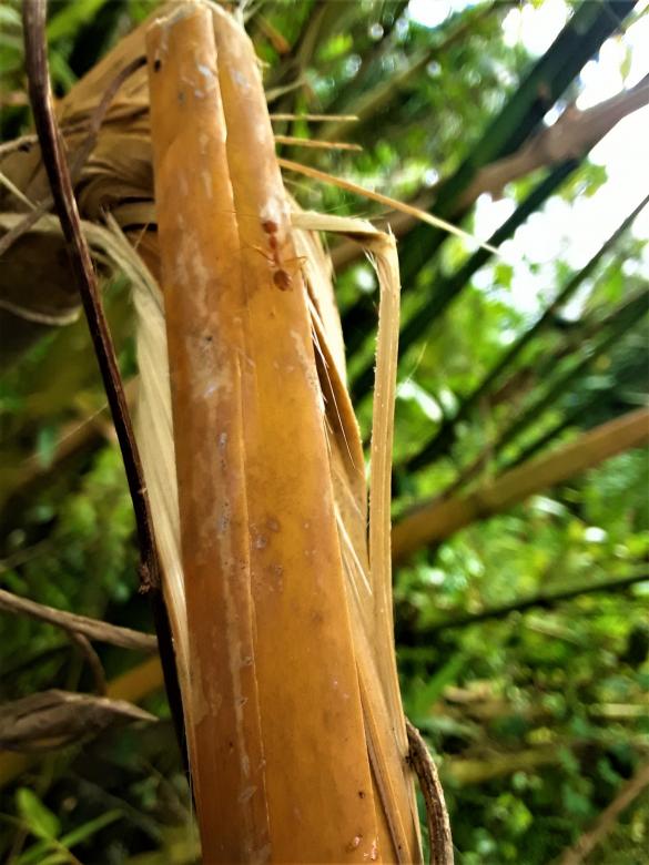 Free stock image of Yellow Bamboo Broken created by Infinity Focus