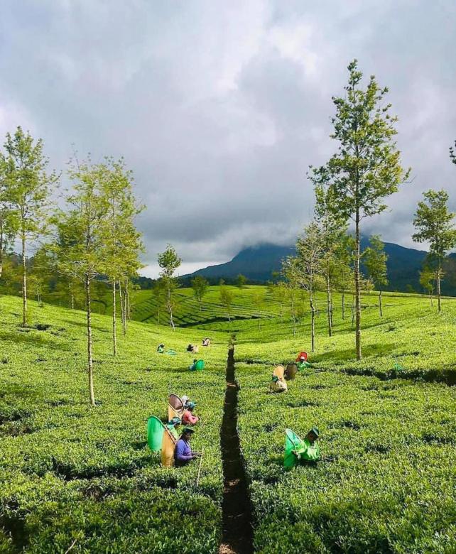 Free stock image of Tea Estate Scenery created by SK