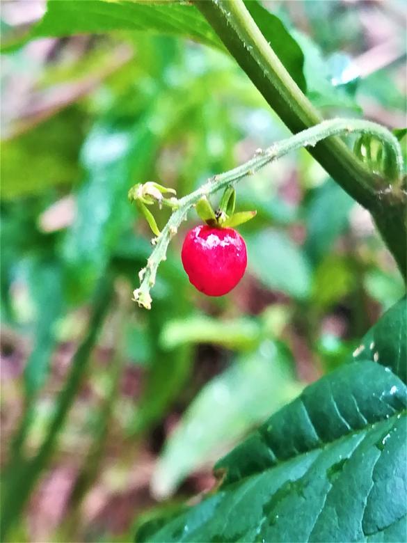 Free stock image of Red Fruit on a Tree Branch created by Infinity Focus