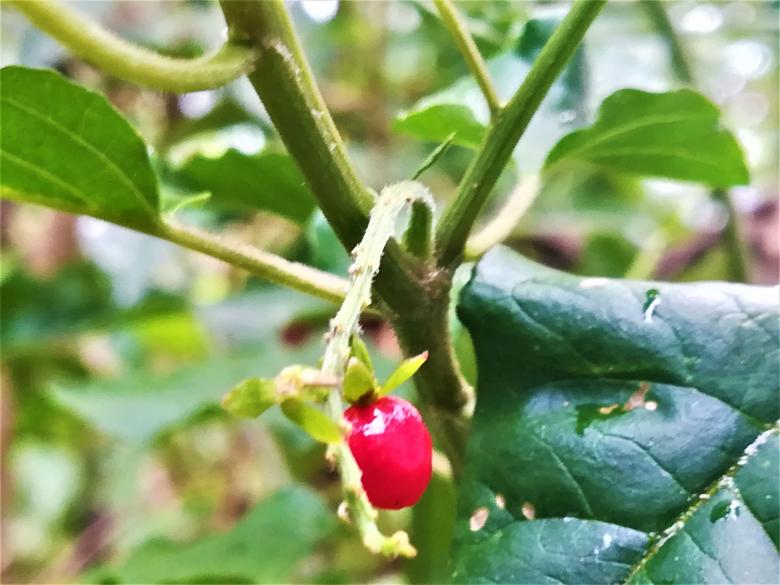 Free stock image of Red Berry on a Tree Branch created by Infinity Focus