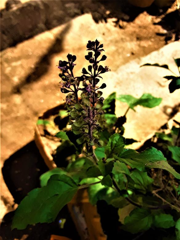 Free stock image of Holy Basil Plants created by Infinity Focus