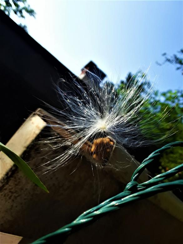 Free stock image of Milkweed Seeds, About To Fly Away! created by Infinity Focus