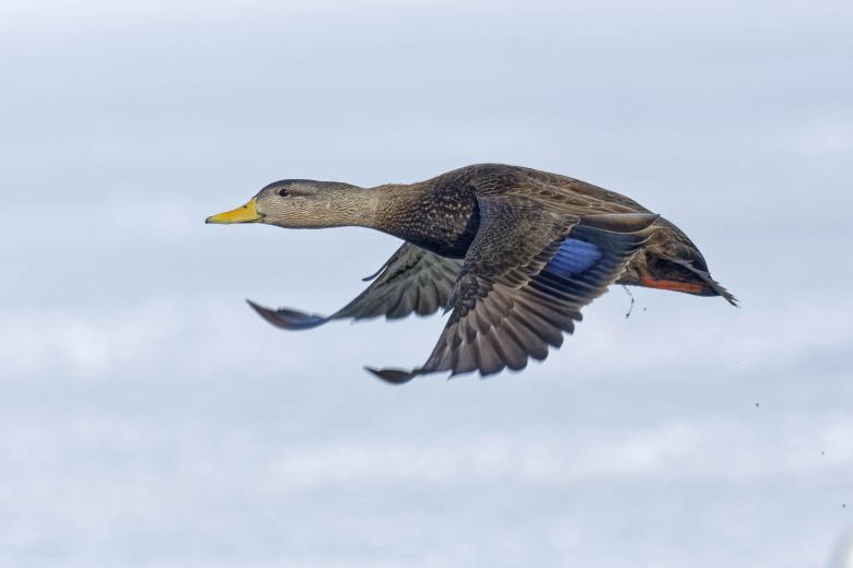 Free stock image of Mallard Duck in Flight created by Geoffrey Whiteway