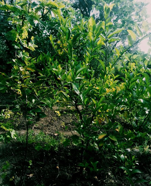 Free stock image of Nature is beautiful and must be preserved created by lazrak