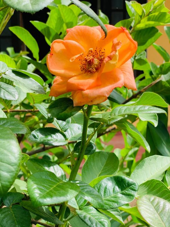 Free stock image of Orange Color Rose created by SK