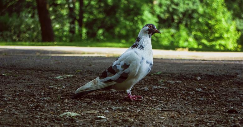 Free stock image of Pigeon Standing on Ground created by Taras Mulko