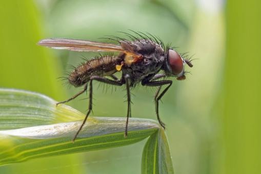 Free Stock Photo of Fly on Grass - Macro