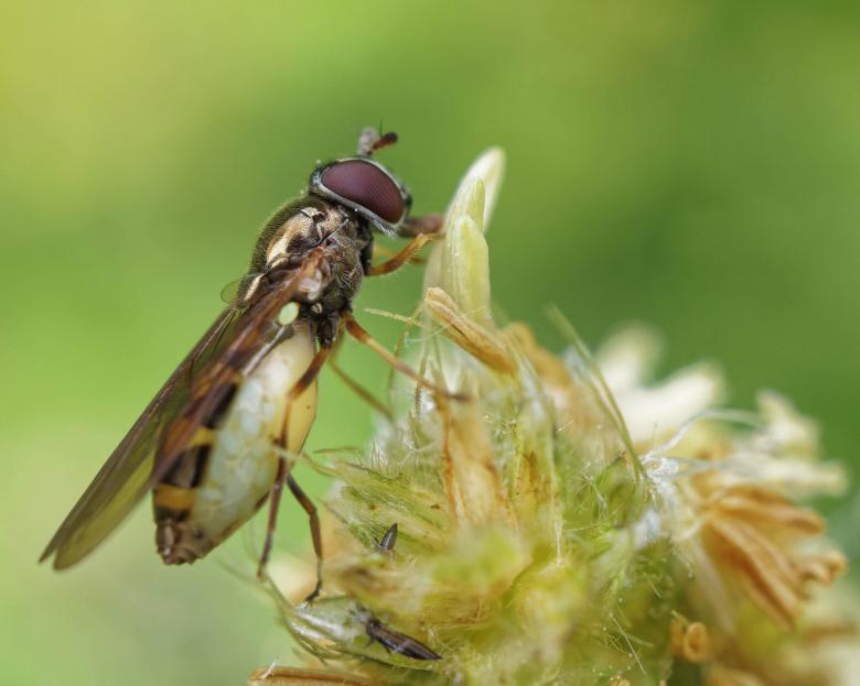 Free stock image of Hoverfly - Macro created by Geoffrey Whiteway