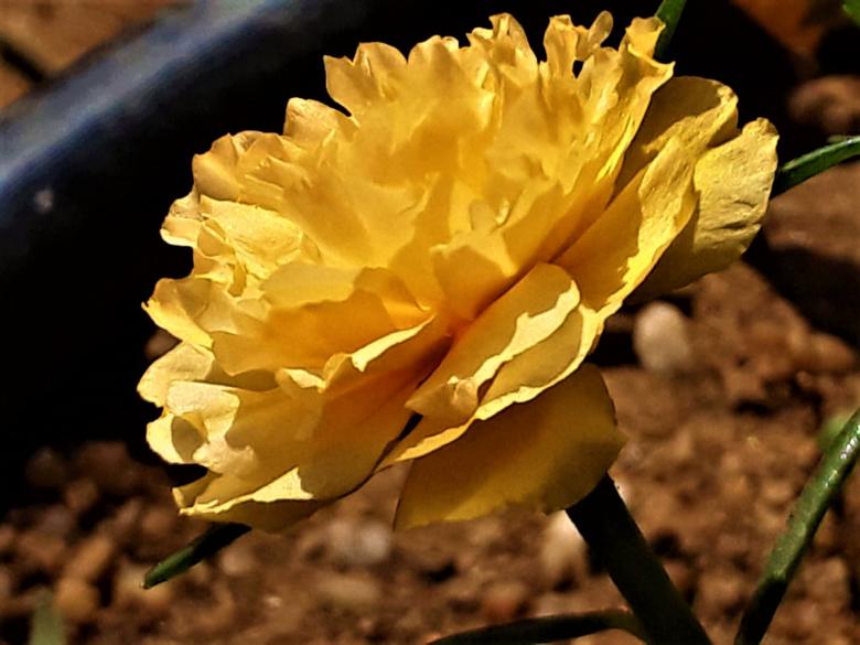 Free stock image of Yellow Rose Close Up created by Infinity Focus
