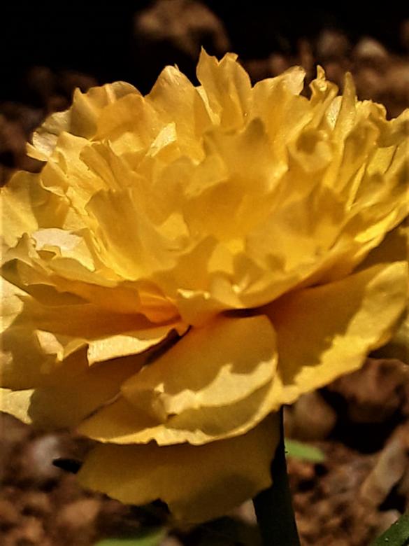 Free stock image of Yellow Rose created by Infinity Focus