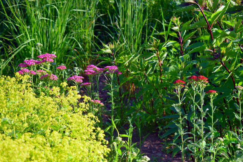 Free stock image of Pink, red and yellow flowers created by NomeVizualizzato