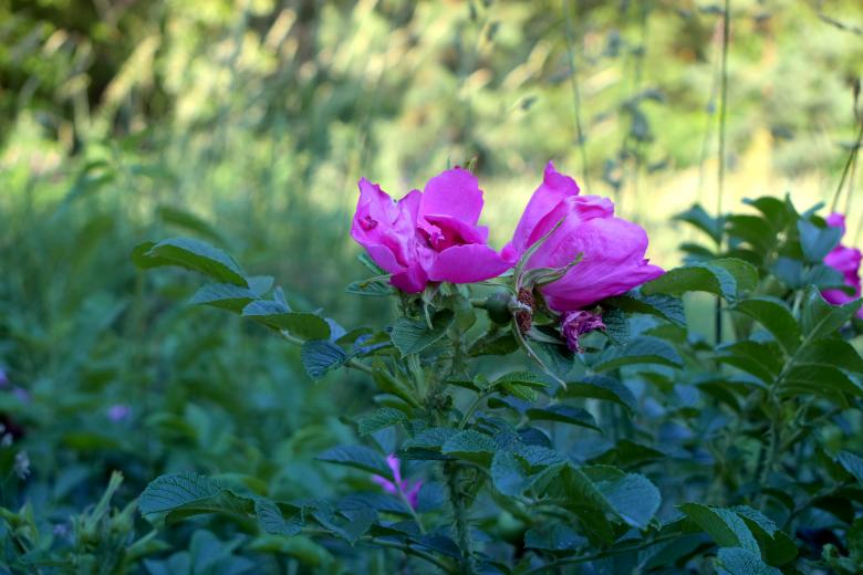 Free stock image of Pink Rosehip created by NomeVizualizzato