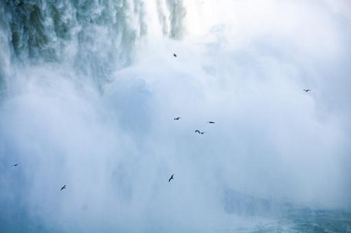 Birds and Waterfall - Free Stock Photo