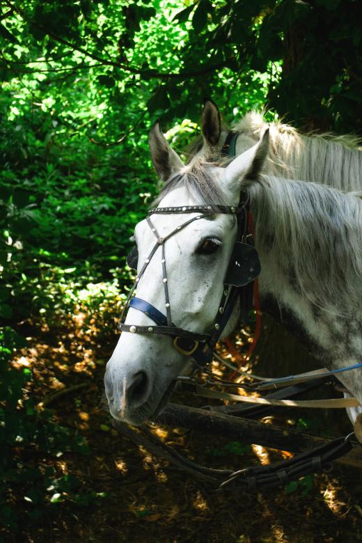 Free stock image of White Horse Close Up created by Taras Mulko