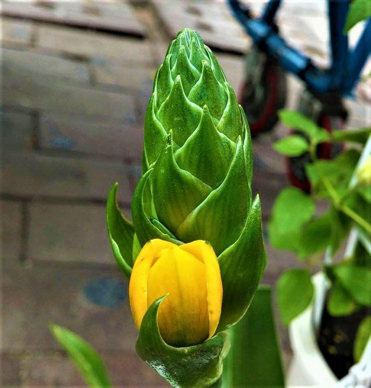 Free stock image of Yellow Flower on Green Plant created by Infinity Focus