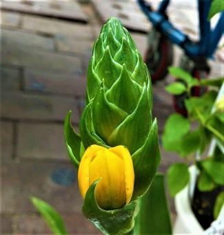 Yellow Flower on Green Plant - Free Stock Photo