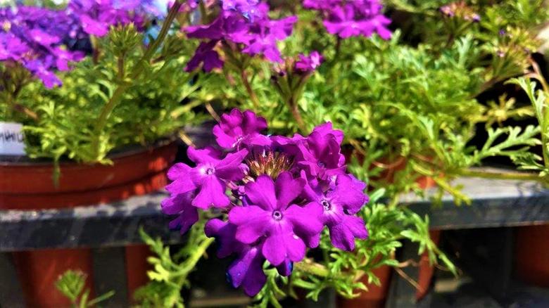 Free stock image of Purple Spring Flowers created by Infinity Focus
