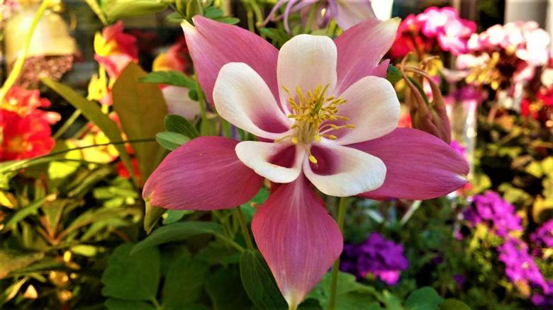 Free stock image of Pink Columbine created by Infinity Focus