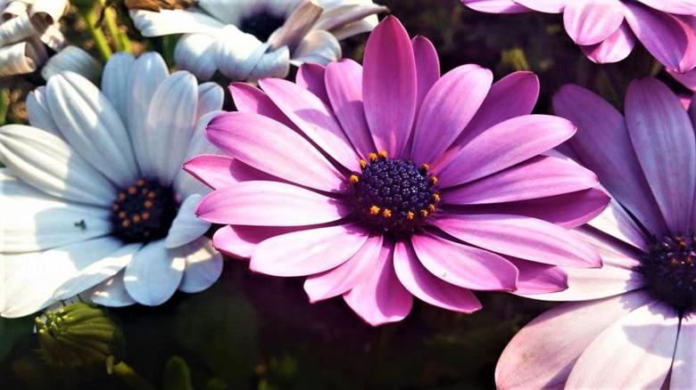 Free stock image of Osteospermum Ecklonis African Daisy created by Infinity Focus