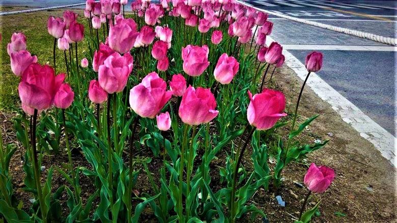 Free stock image of Pink Tulip Flowers created by Infinity Focus