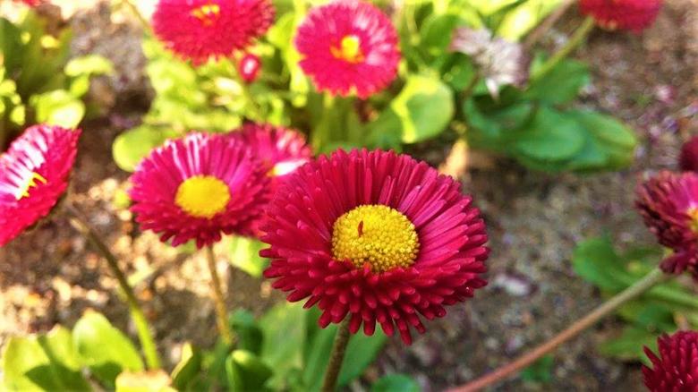 Free stock image of Bellis Perennis created by Infinity Focus