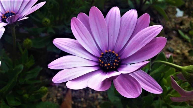 Free stock image of Daisy Purple and Pink Flower created by Infinity Focus