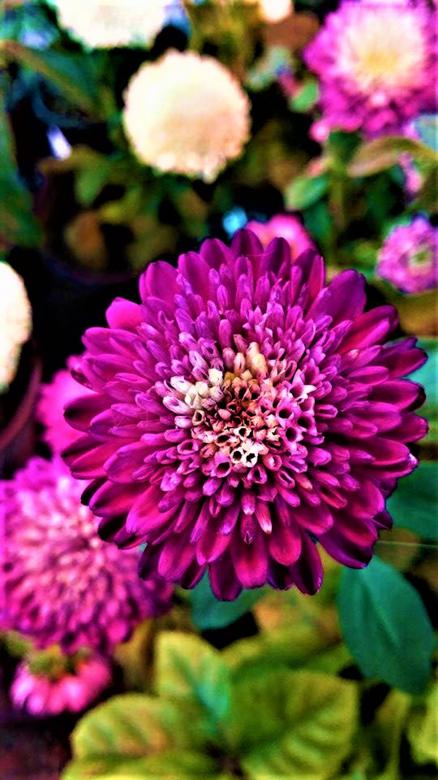 Free stock image of Purple and Pink Flower created by Infinity Focus