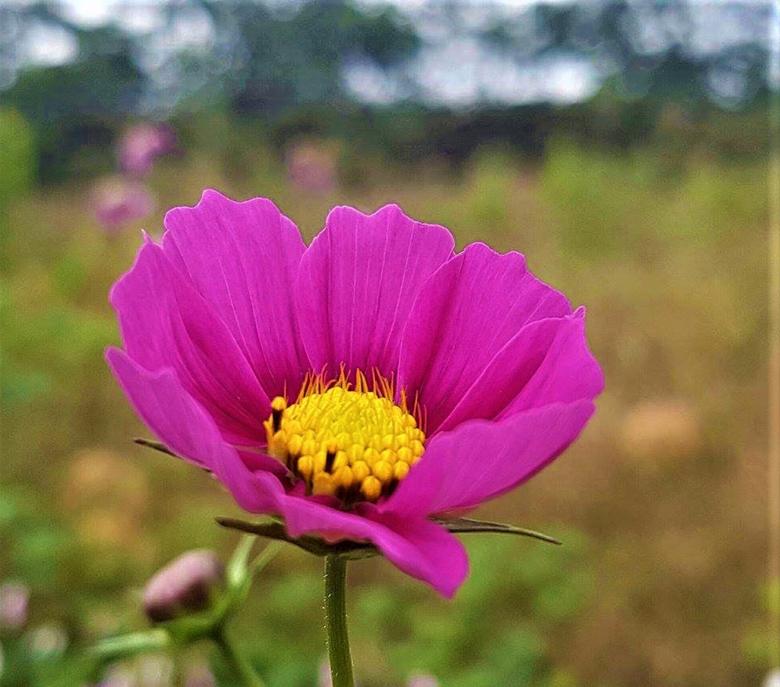 Free stock image of Pink Cosmos Flower created by Infinity Focus