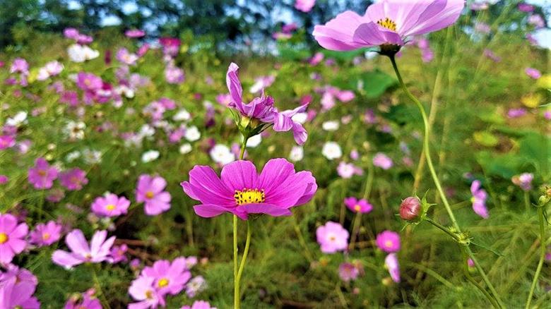 Free stock image of Pink Cosmos Flower Field created by Infinity Focus