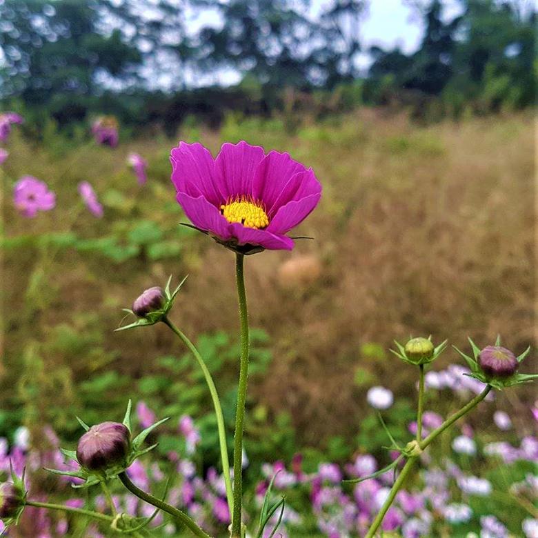 Free stock image of Single Pink Cosmos Flower created by Infinity Focus