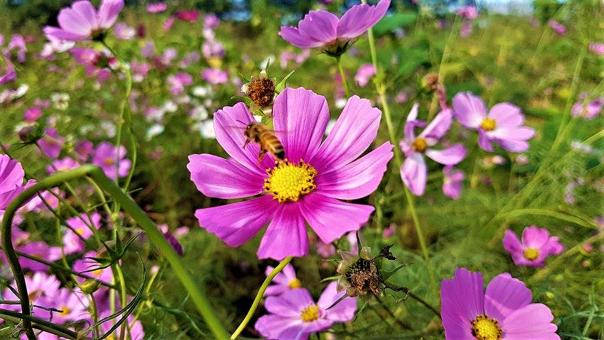Pink Cosmos Flower and Honey Bee - Free Stock Photo