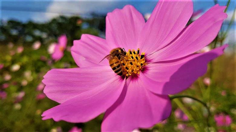 Free stock image of Honey Bee on Pink Cosmos Flower created by Infinity Focus