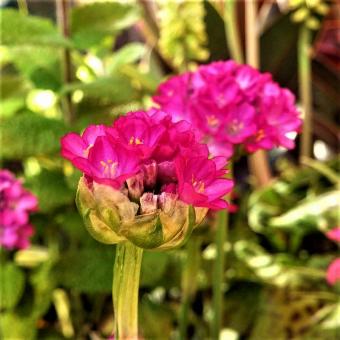 Free Stock Photo of Pink Flower Blossoms