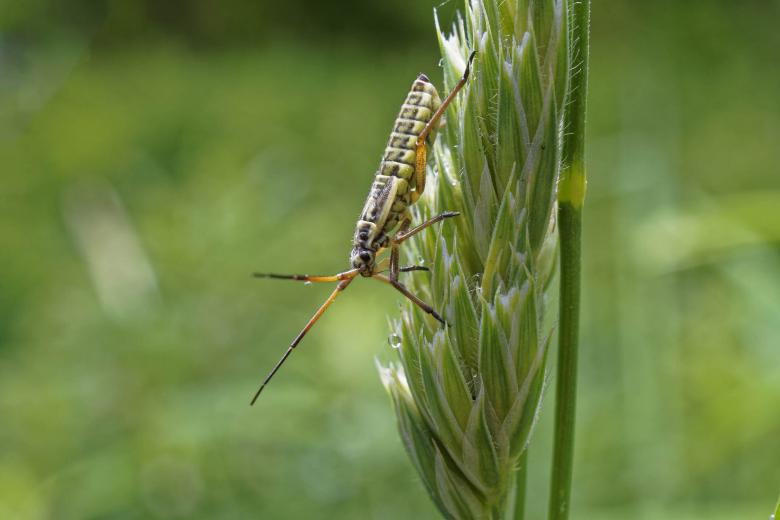 Free stock image of Meadow plant bug created by Geoffrey Whiteway