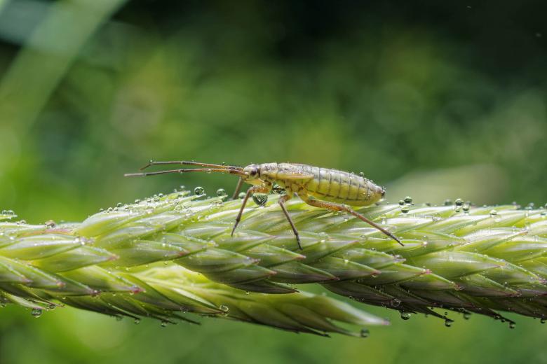 Free stock image of Wet meadow plant bug created by Geoffrey Whiteway