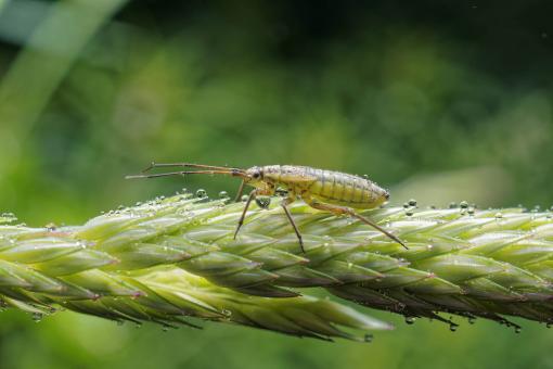 Free Stock Photo of Wet meadow plant bug