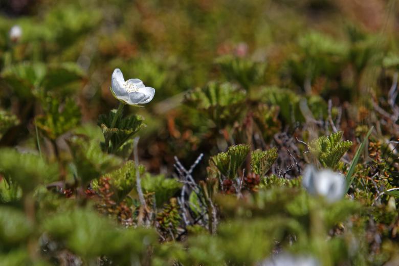Free stock image of Cloudberry created by Geoffrey Whiteway