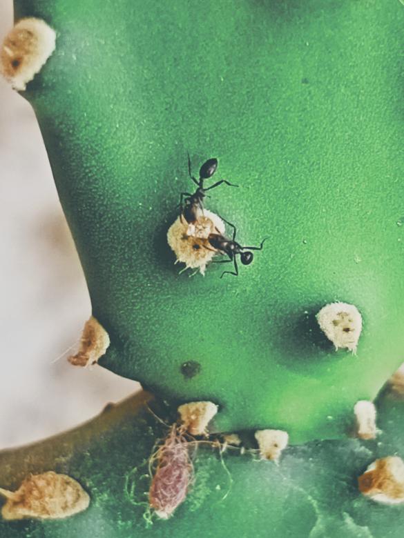 Free stock image of Ants Fighting for Food created by snaike