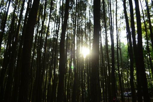 Sunlight Through Dense Forest - Free Stock Photo