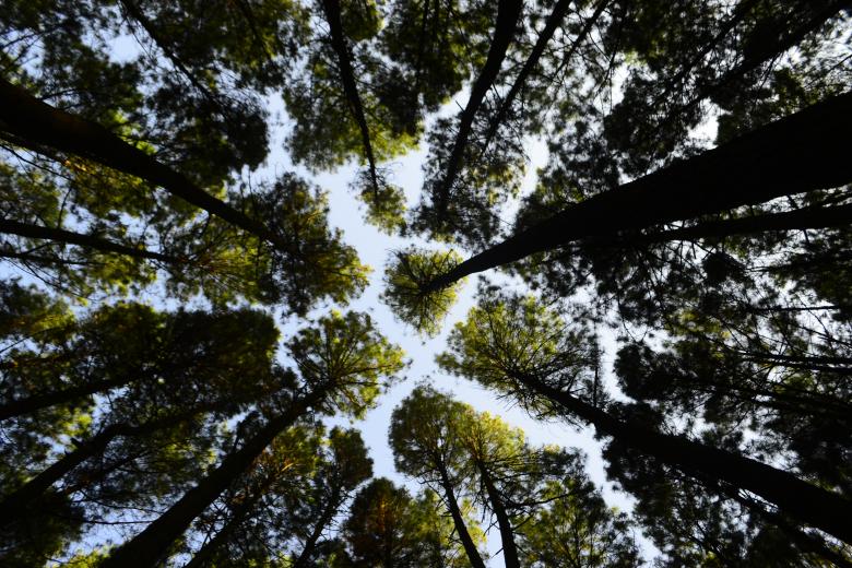 Free stock image of Green Treetops created by vanse