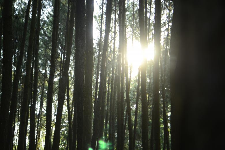 Free stock image of Sunlight Shining Through the Woods created by vanse
