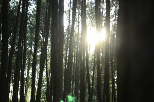Sunlight Shining Through the Woods - Free Stock Photo