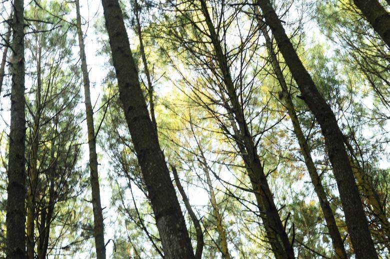 Free stock image of Green Trees in the Woods created by vanse