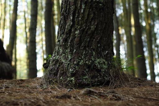 Old Tree Trunk in the Woods - Free Stock Photo