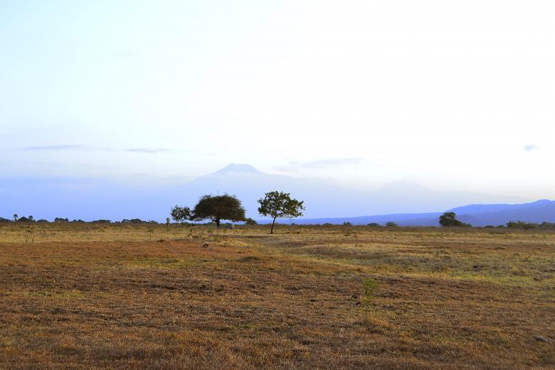 Free stock image of Trees in the Savanna created by vanse